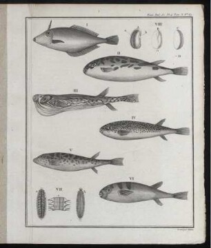 Nouv. Bull. des Sc. Pl.4. Tom.3. No.67. [zu S. 249f]