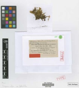 Acroporium braunii (Müll.Hal.) M.Fleisch. var. M.Fleisch. falcatulum[type]