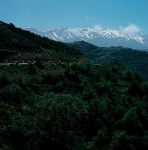 Kreta. Ziegenherde auf dem Weg zum Nida-Kampos