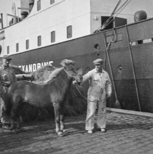 Islandpony am Hafen : Islandpony am Hafen von Reykjavik beim Einschiffen auf das Schiff "Alexandrine"