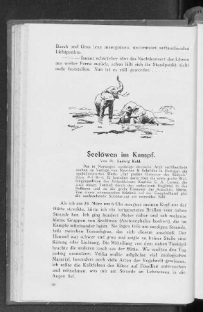 Seelöwen im Kampf