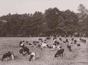 Hausrind. Nordböhmisches Fleckvieh auf der Weide