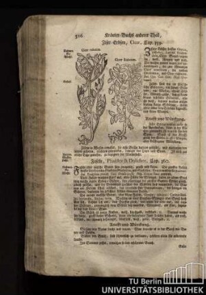 Cap. 359. Ziser-Erbsen, Cicer.