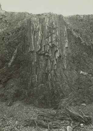 Hartau, Tongrube, Mammutbaum (Sequoioxylon gypsaceum), sog. Zittauer Sumpfzypresse