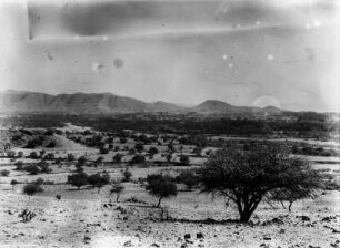 Akazien : Akazienbäume im Becken von Tarija