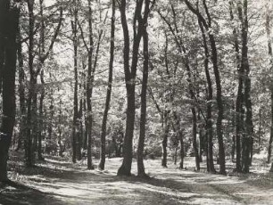 Brieselang Kreis Nauen. Junger sonnendurchfluteter Laubwald