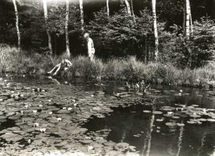Colditz (Kreis Grimma). Seerosenteich