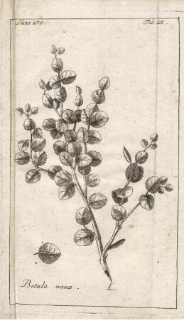 TAB. III SEITE 170