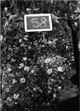 Grabstein 58 (Index: 100090664) Material: Sandstein Zustand: beschädigt Maße HxBxT: 85x62x0 cm Beschreibung: Stele: Grabstein 58