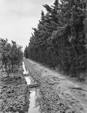 Bewässerungsgraben : Blick entlang eines Bewässerungsgrabens zwischen Orangenplantage und Windschutzstreifen.