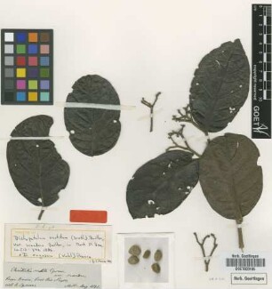 Chailletia vestita Spruce var. scandens Not on Sheet[type]