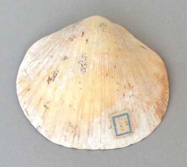 Muschelschale