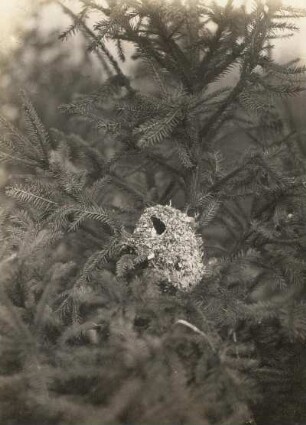 Nest einer Schwanzmeise (Aegithalos caudatus)