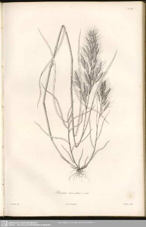 Bromus Lancelatus, Roth.