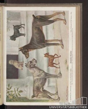 Deutsche Pinscher : 57. Kunstbeilage des "Lehrmeisters im Garten und Kleintierhof", Leipzig