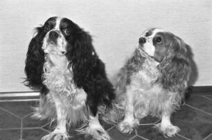 Weltsiegertitel für die "Cavalier King Charles Spaniels" Heiko vom Windhof und Nixe aus Karlsruhe