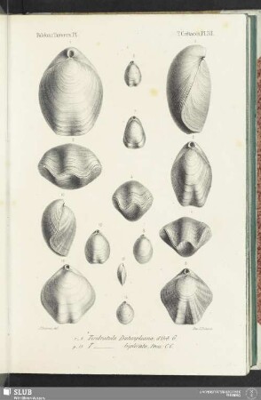 Pl. 511