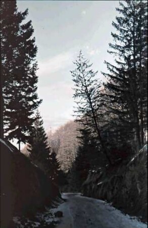 Poiana Brasov: Alte Waltstraße zur Poiana