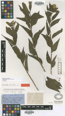 Baccharis sculpta Griseb. [syntype]