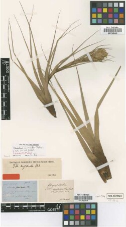 Tillandsia myriantha Baker [type]