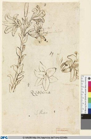 Botanische Studien einer Lilie und ihrer Blüten; nicht identifizierbare Skizze