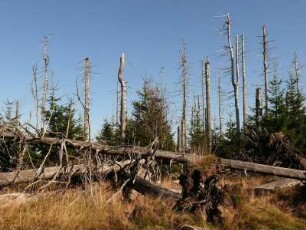 abgestorbener Nadelwald im Nationalpark Hochharz am Brocken