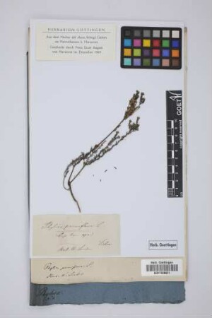 Phylica parviflora L.