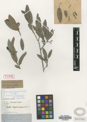 Croton trigonocarpus C.Wright ex Griseb. [holotype]