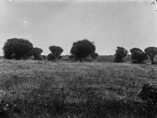 Landschaft mit Kandalaber-Euphorbien : Landschaft mit Kandalaber-Euphorbien auf Kome Island