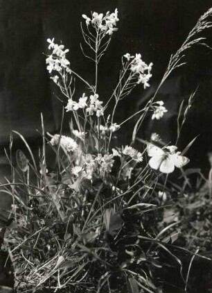 Wiesenstück : Fettwiesenstück mit Springschaumkraut (Cardamine impatiens), Maßliebchen (Ausdauerndes Gänseblümchen, Bellis perennis L.) und Heufalter (Goldene Acht, Colias hyale o)