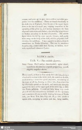 Natica similis. Tab. V. - Two middle figures