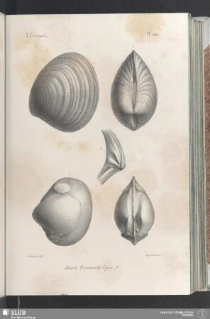 Pl. 260