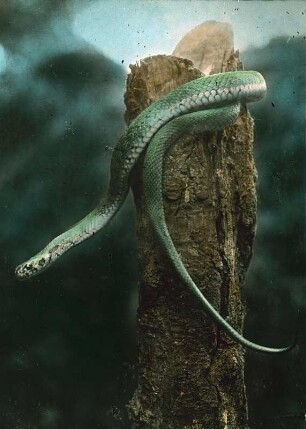 Reptilien. Ringelnatter (Natrix natrix) an einem Baumstamm