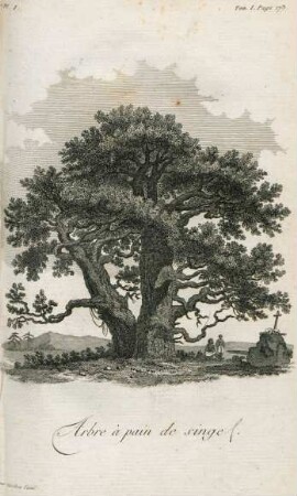 Arbre à pain de singe