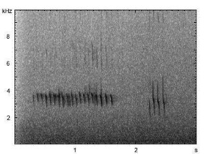 Grünfink | Chloris chloris - Gesang