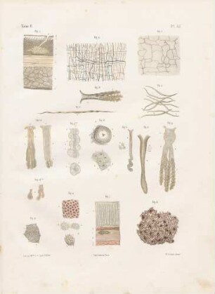 Mikroskopische Studien des Magens und der Gastrindrüsen