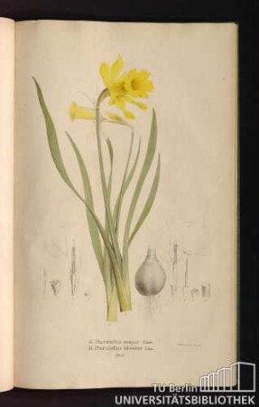 Tab. 51. A. Narcissus major Curt. B. Narcissus bicolor Lin.