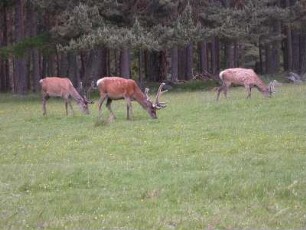 Rotwild im schottischen Hochland bei Breamar