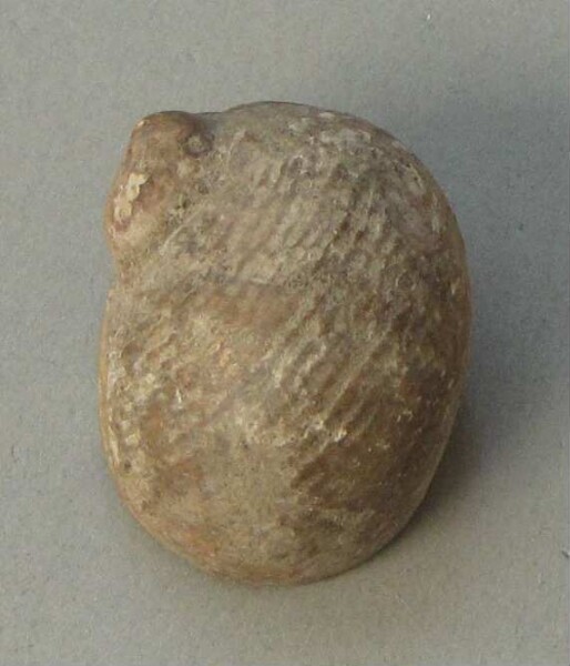 Snail shell