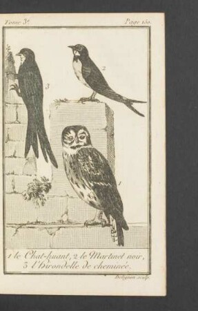 Tafel. Le Chat-huant, le Martinel noir, l' hirondelle de cheminée.