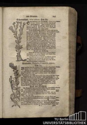 Cap. 83. Schartenblum, Aster atticus.