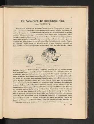 Die Sonderform der menschlichen Nase.