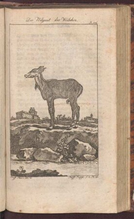 Der Nilgaut das Weibchen