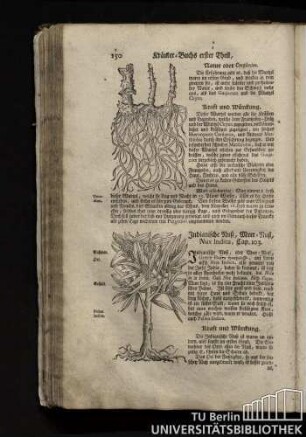 Cap. 103. Indianische Nuß, Meer-Nuß, Nux Indica.