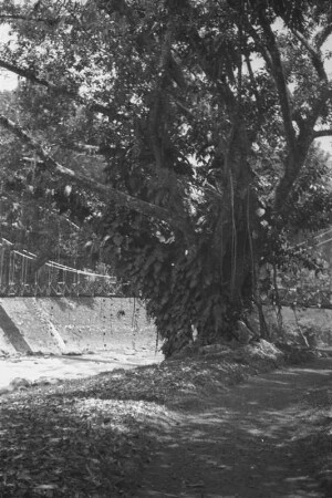 Baum mit Epiphyten : Landschaft mit einem bewachsenen Baum