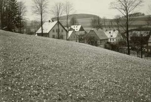 Krokuswiese : Drebach, blühende Krokuswiese (Frühlingssafran, Crocus vernus)