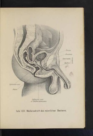 Tafel XXV. Medianschnitt des männlichen Beckens.