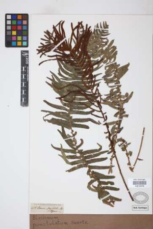 Blechnum punctulatum Sw.