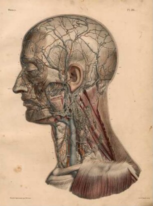 Lymphgefäße und Lymphdrüsen an Gesicht und Hals