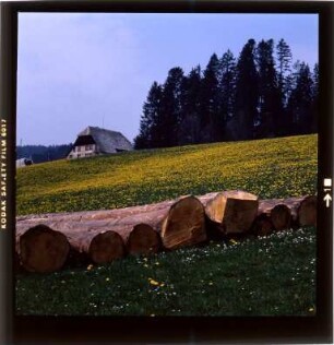 Frühling im Schwarzwald